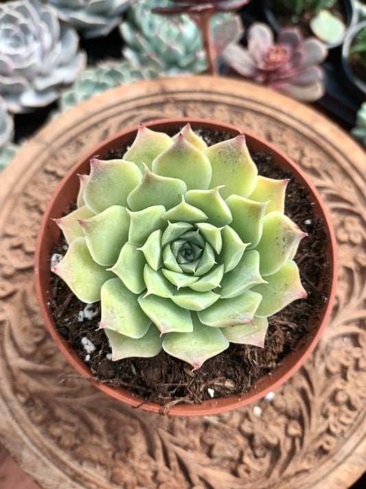 Echeveria hyalina Victoria Guanajuato