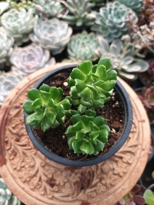 Echeveria red latern
