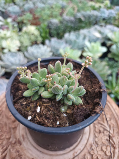 Crassula Ausensis Subs. Titanopsis