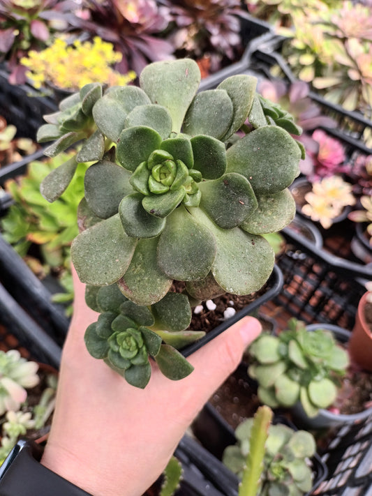 Aeonium lily pad