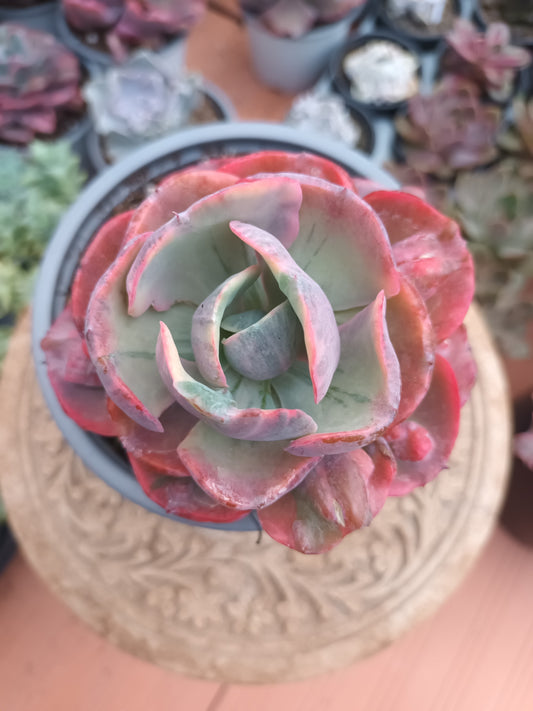 Echeveria Beyonce rainbow