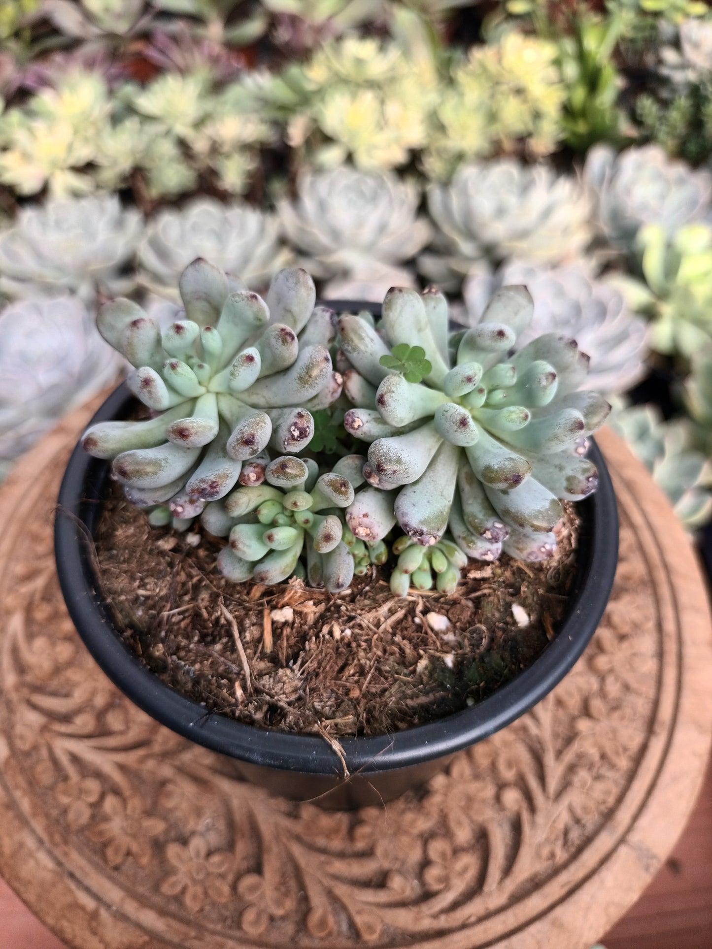 Graptopetalum Pachyphyllum ‘Blue Beam’