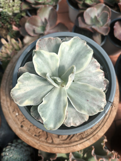 Echeveria 'Japan Moon River' variegata