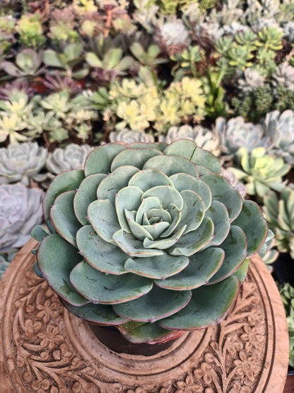 Echeveria Atlantis