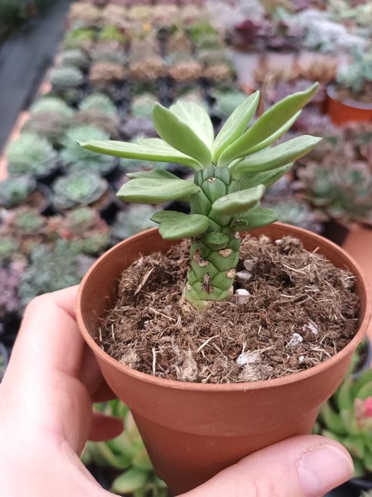 Monadenium lugardiae