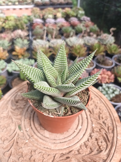 Haworthia 'White Spider'