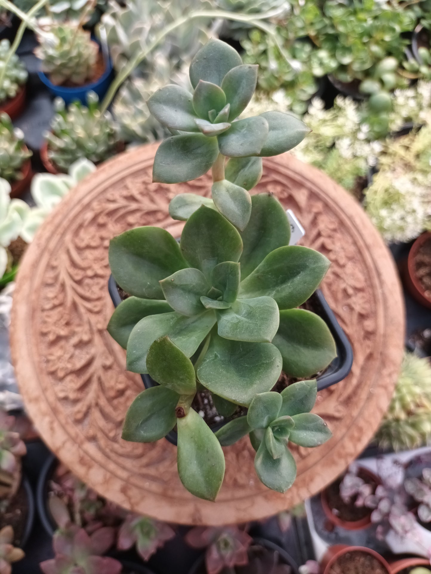 Echeveria chroma