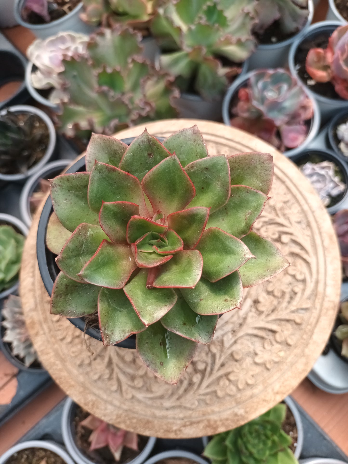 Echeveria Seitan botan