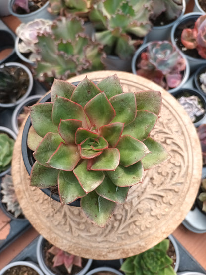 Echeveria Seitan botan
