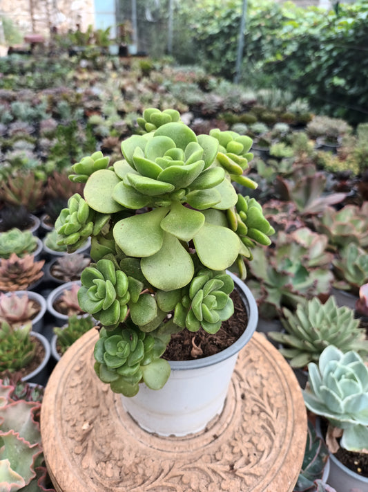 Aeonium lily pad planta madre