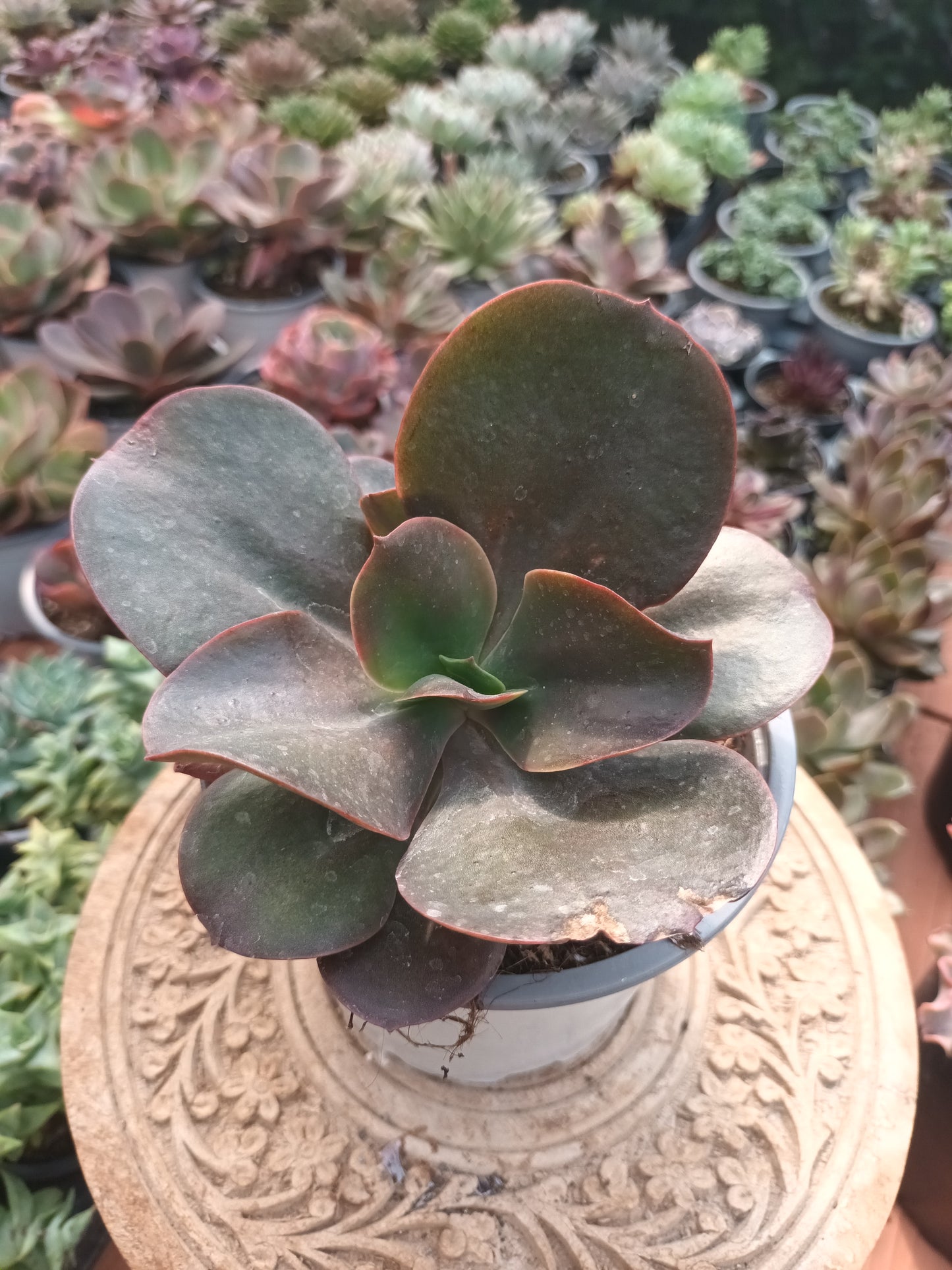 Echeveria gibbiflora hortensia