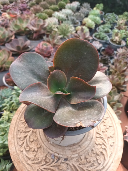 Echeveria gibbiflora hortensia
