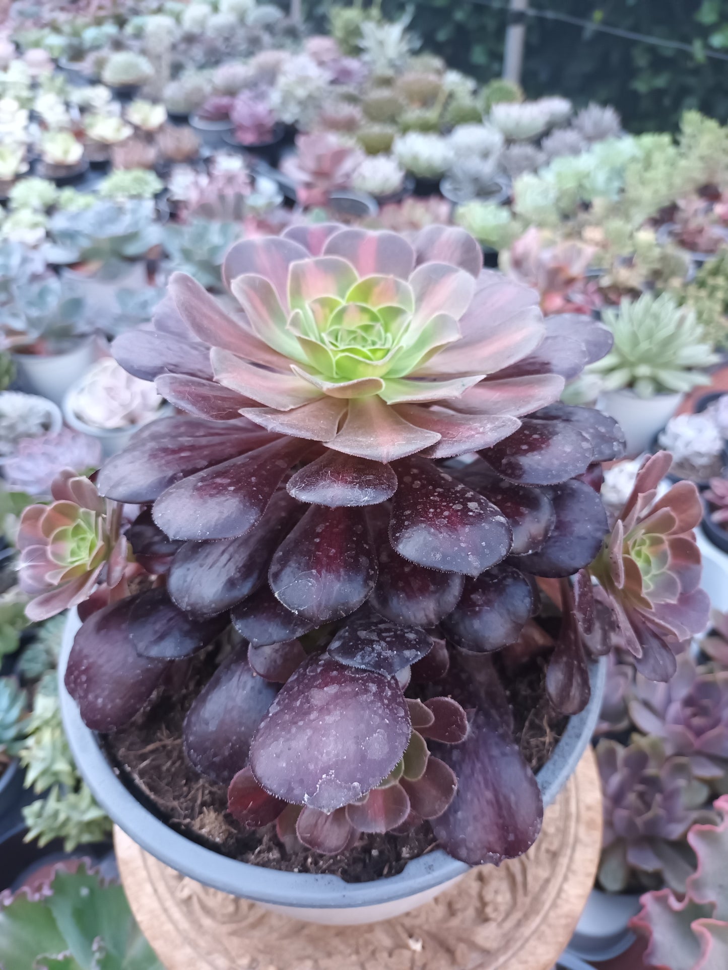 Aeonium kilimanjaro (Planta Madre)