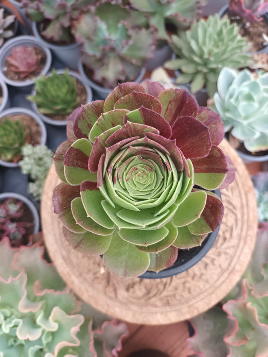 Aeonium Halloween big bang mutación