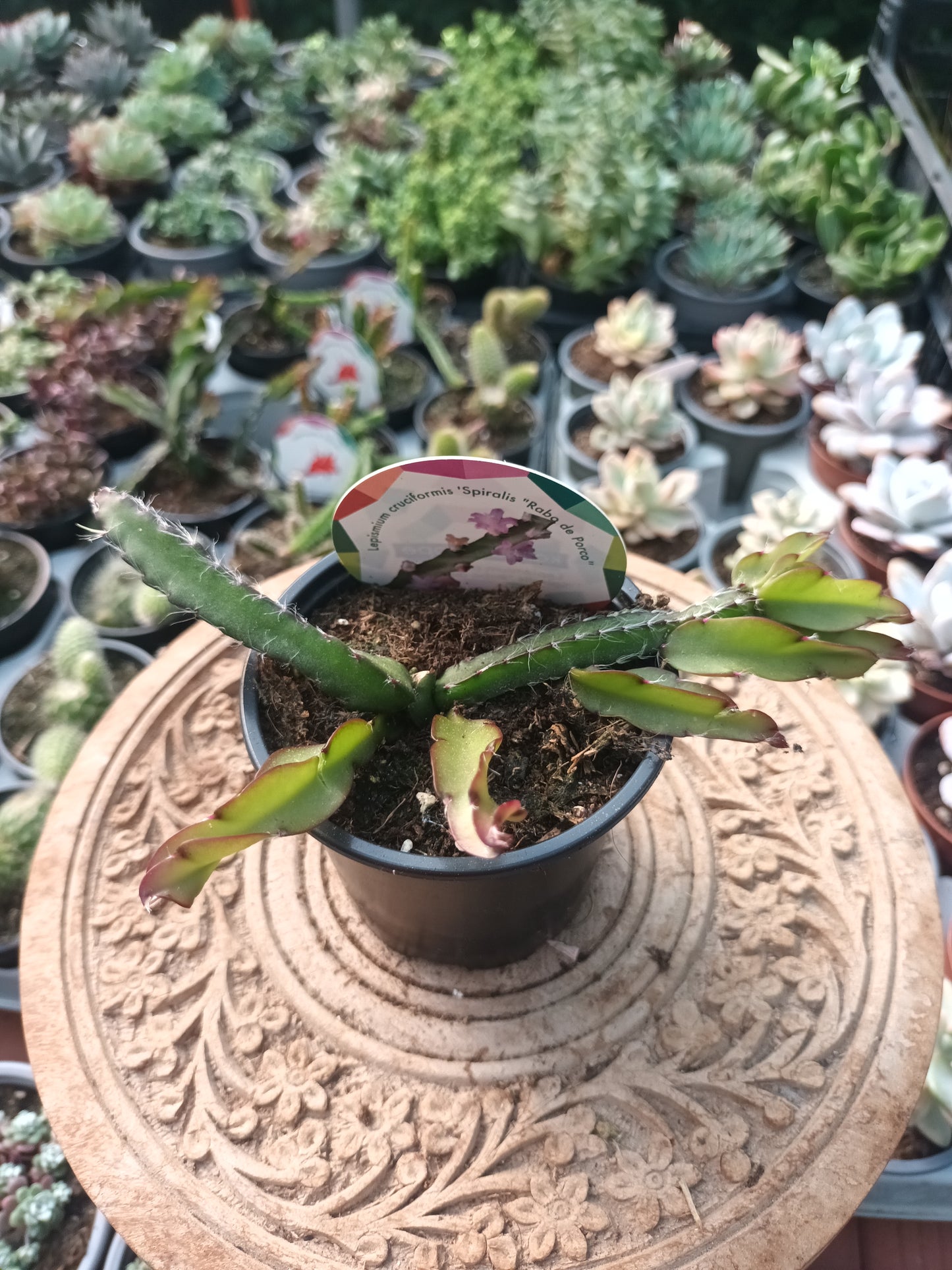 Lepismium cruciformis spiralis o cactus rabo de cerdo