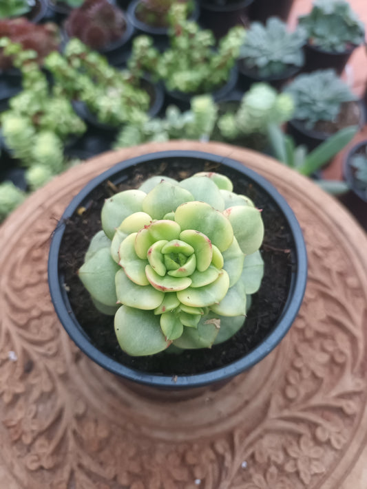 Sedeveria 'Rolly' variegata
