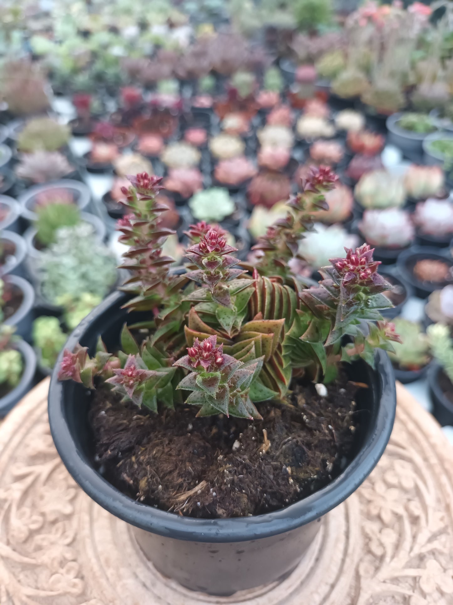 Crassula Exilis 'Tiger Jade'