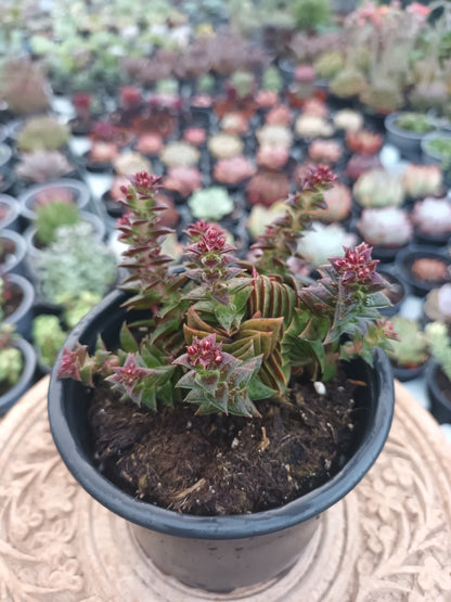 Crassula Exilis 'Tiger Jade'