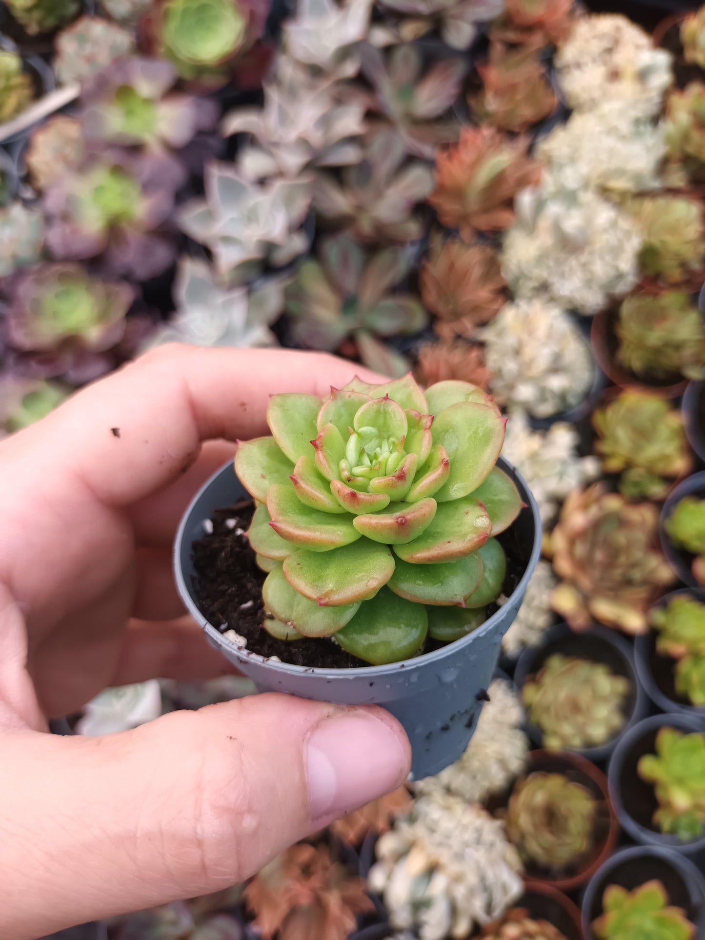 Sedeveria 'Rolly'