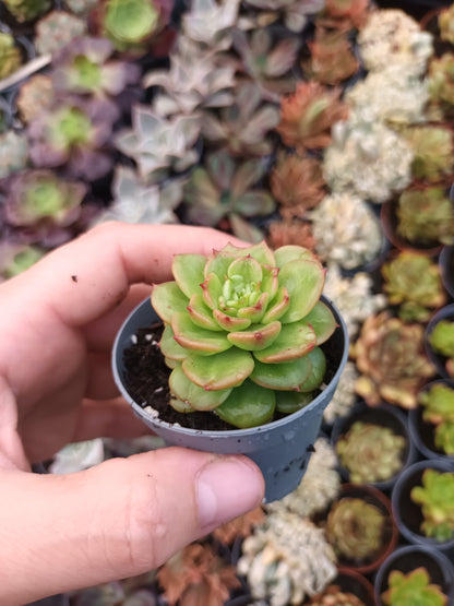 Sedeveria 'Rolly'