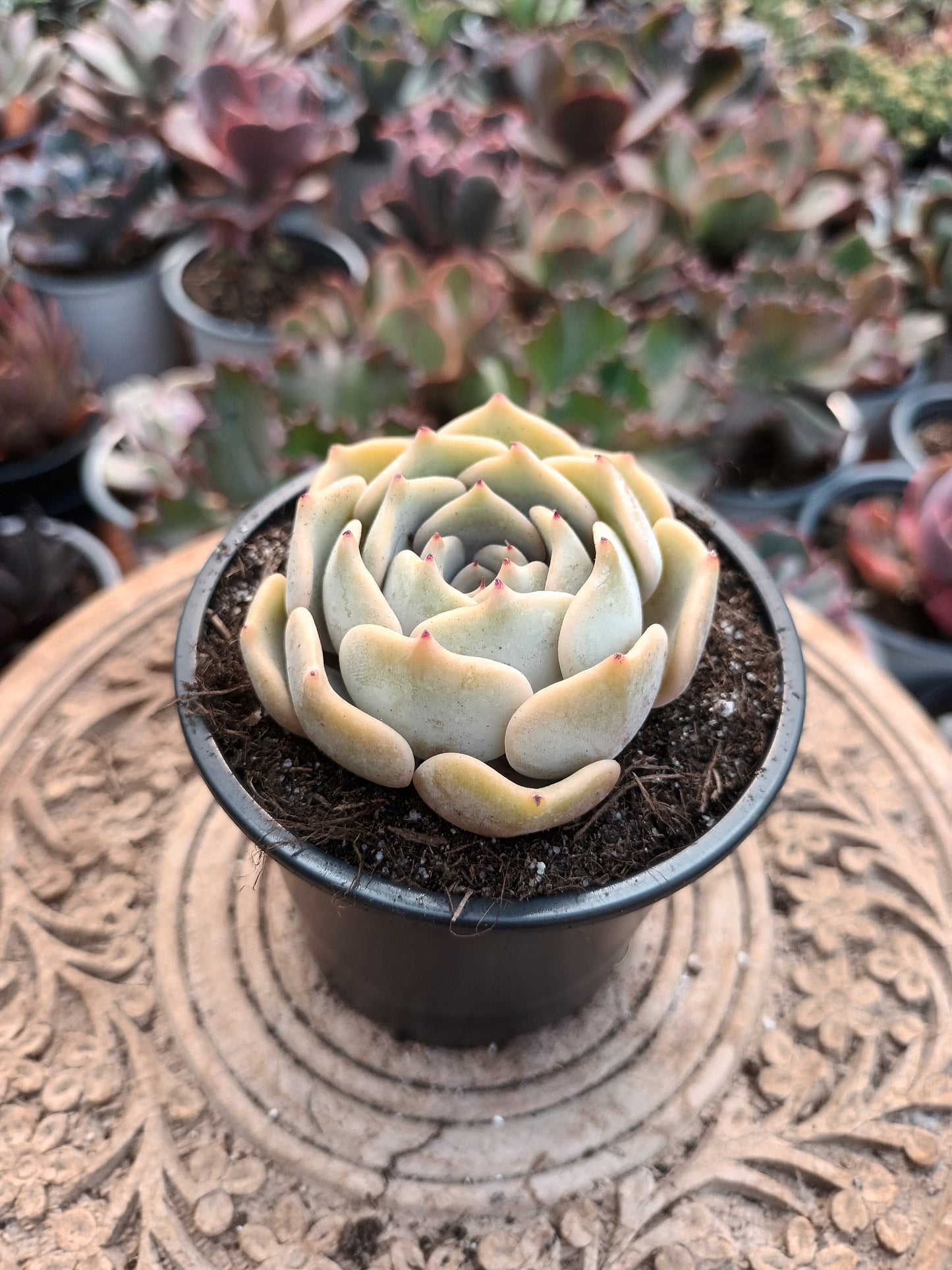 Echeveria kiss-me