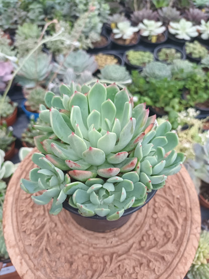 Echeveria Early Sunrise