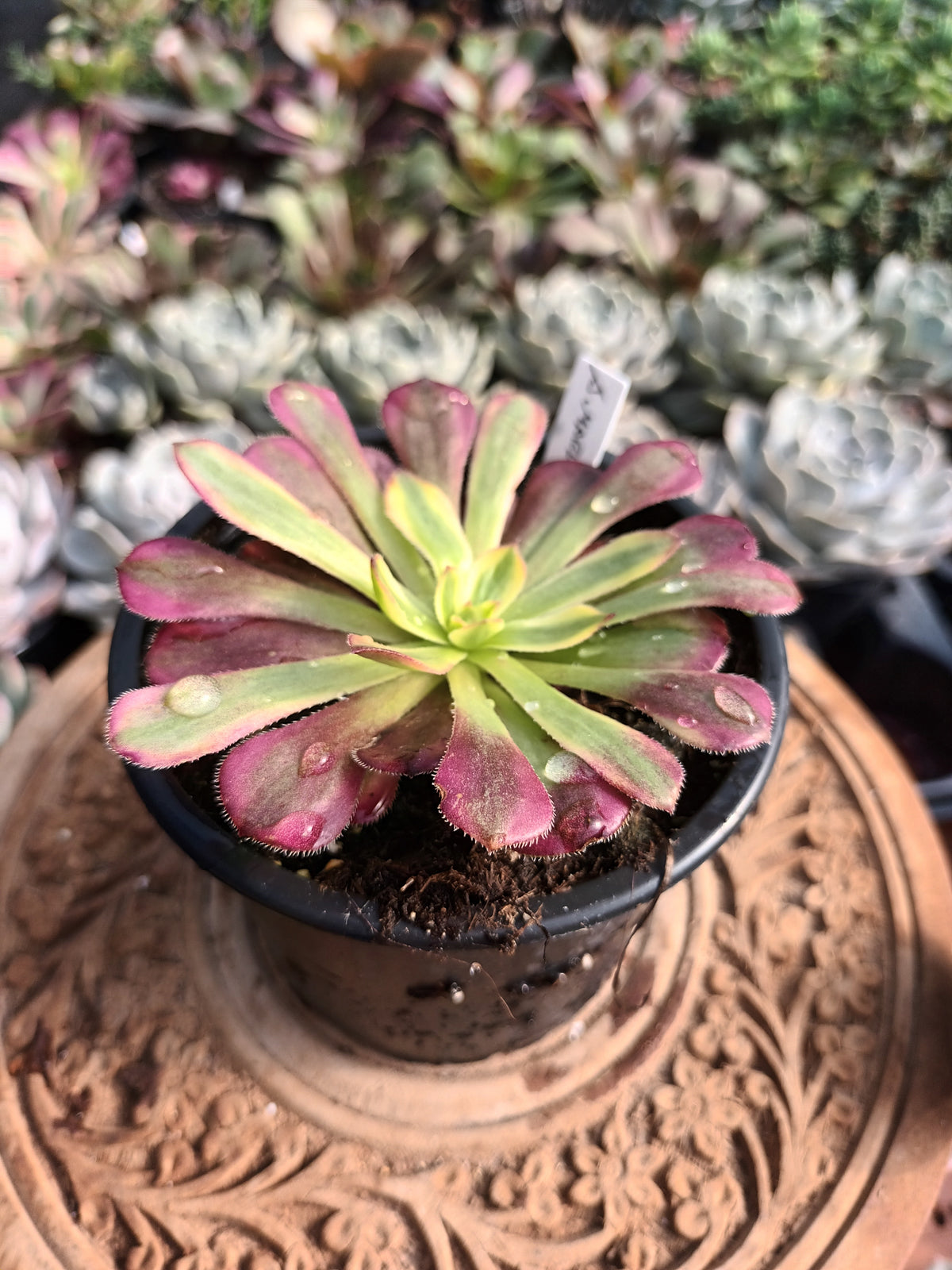 Aeonium Mardi Grass