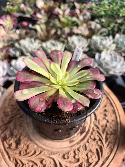 Aeonium Mardi Grass