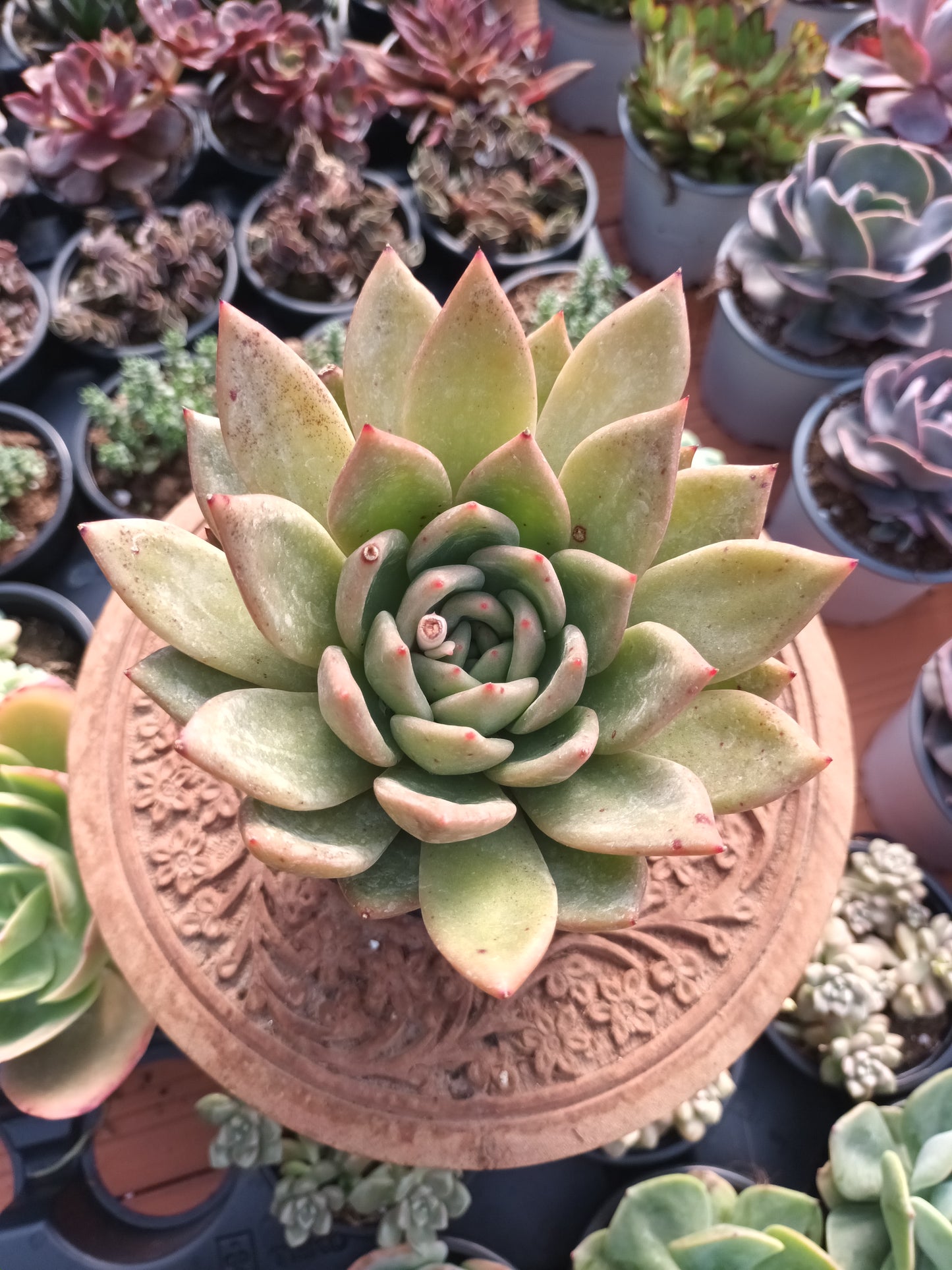 Echeveria agavoides