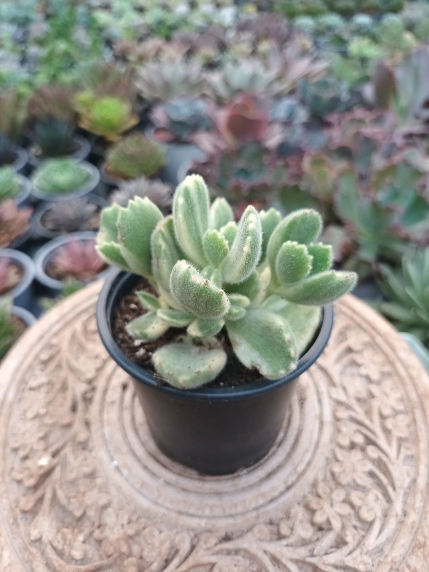 Cotyledon tomentosa subs. ladismithiensis f. variegata