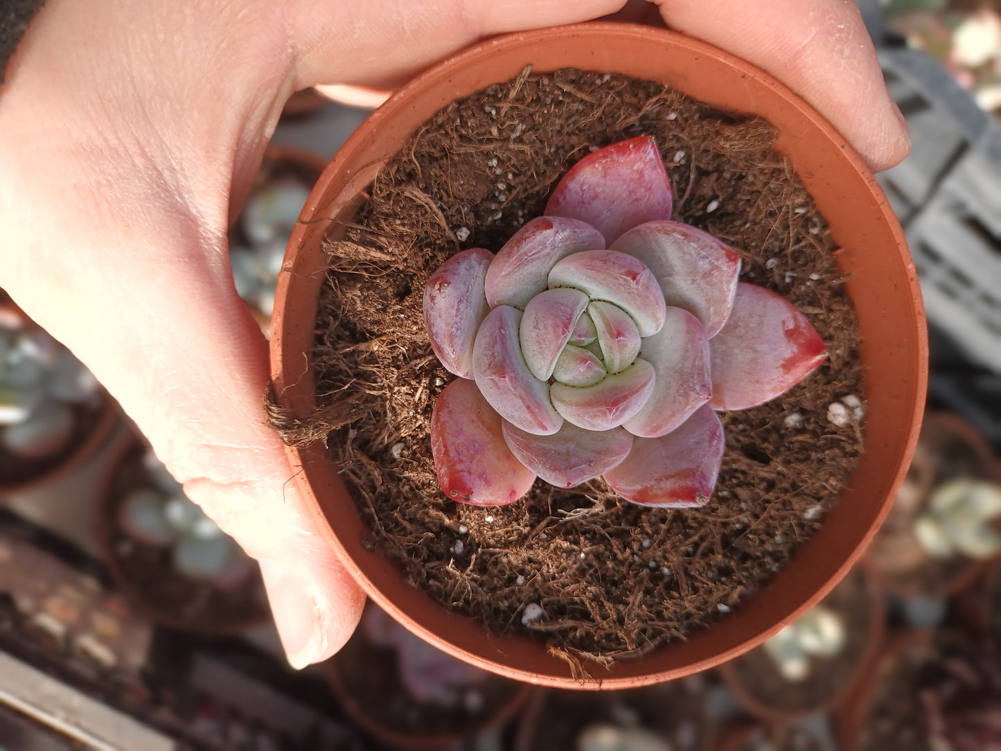 Echeveria Tao Meng