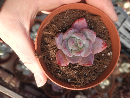 Echeveria Tao Meng