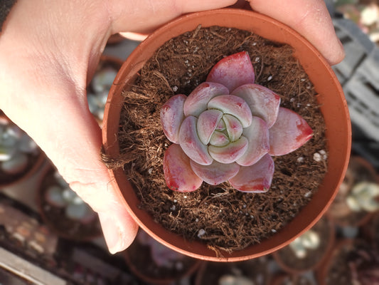 Echeveria Tao Meng