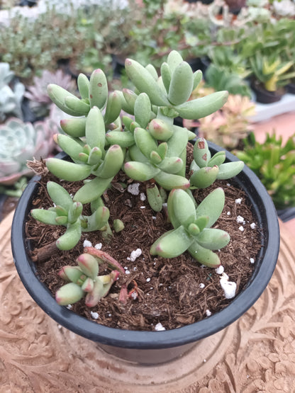 Crassula Nadicularis herrei