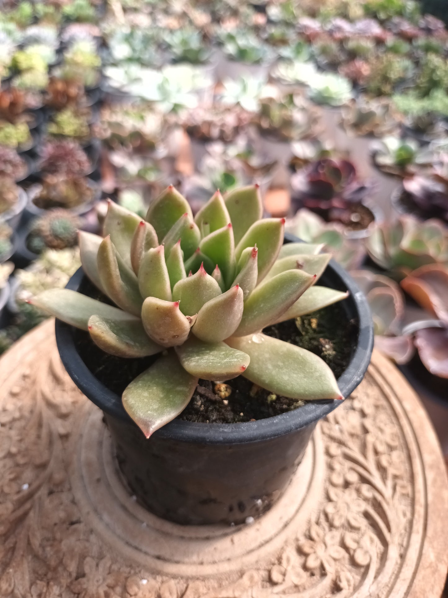 Echeveria agavoides mira