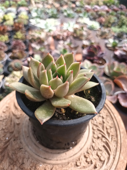 Echeveria agavoides mira