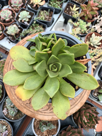 Aeonium Cooper Beauty