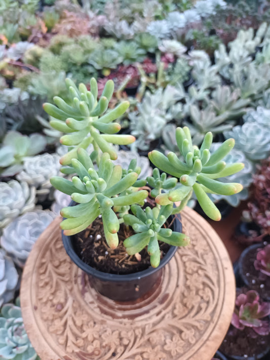 Sedum pachyphyllum o dedos de Dio