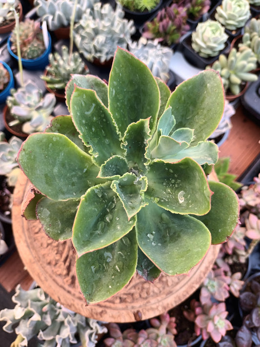 Echeveria Guerrensis
