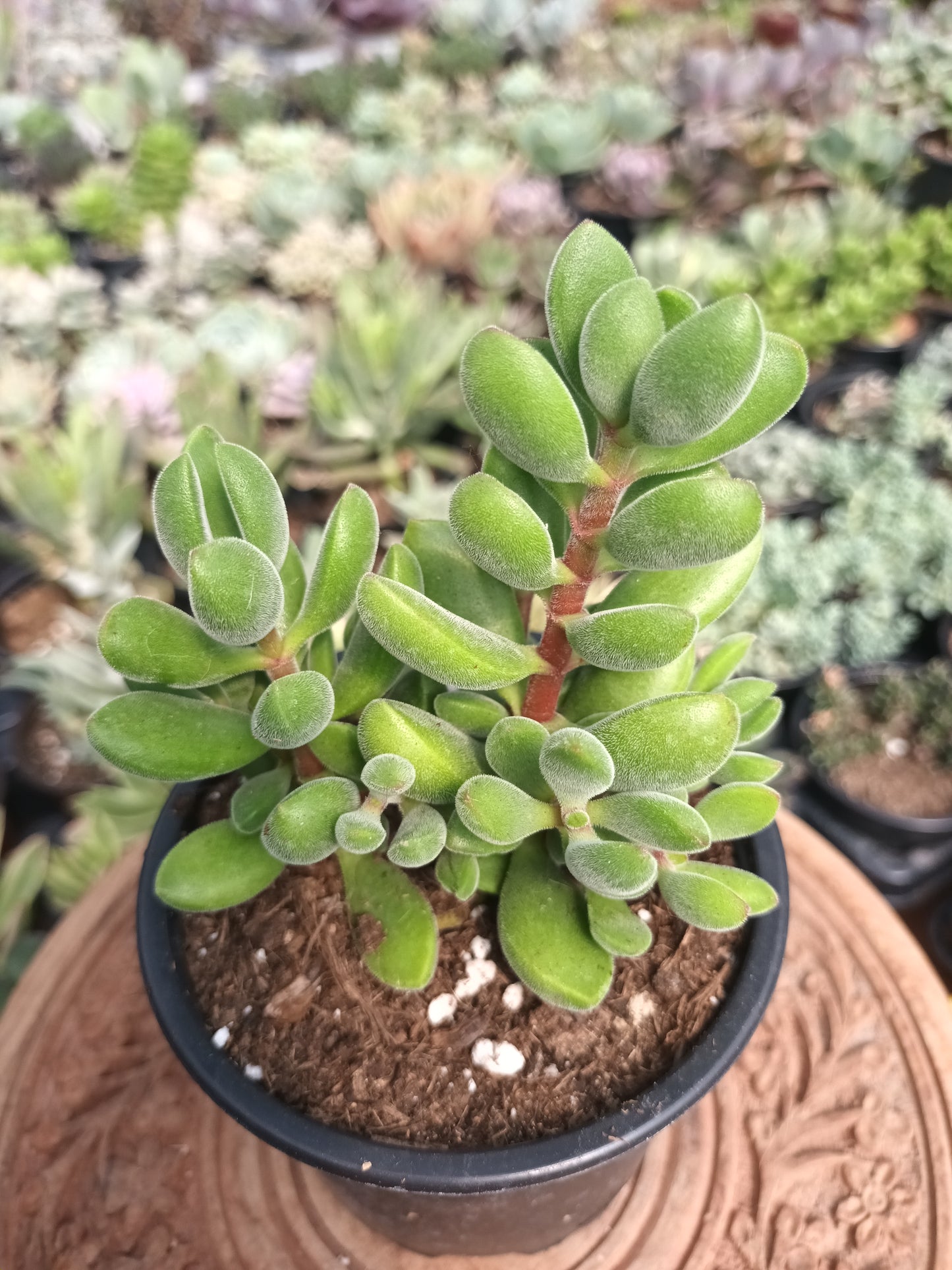 Crassula rogersii