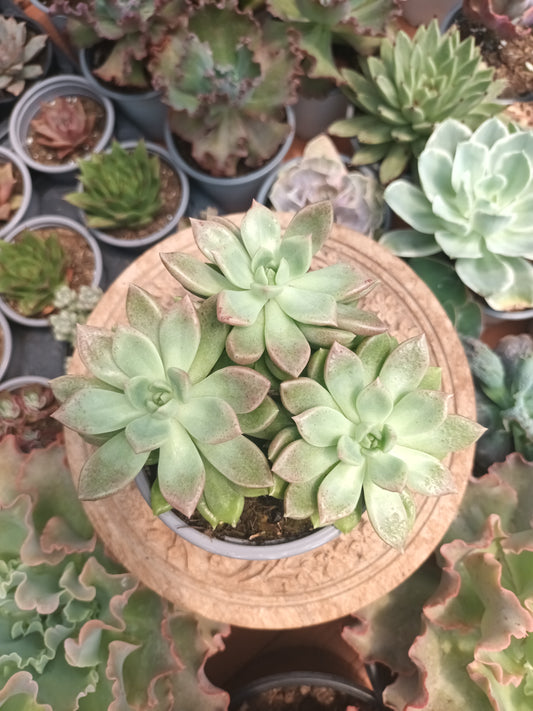 Graptoveria melody