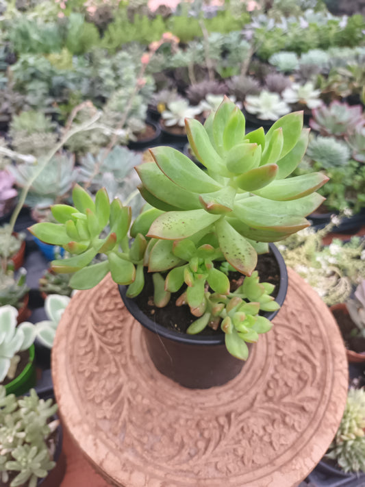 Sedum Adolphii Lime Gold