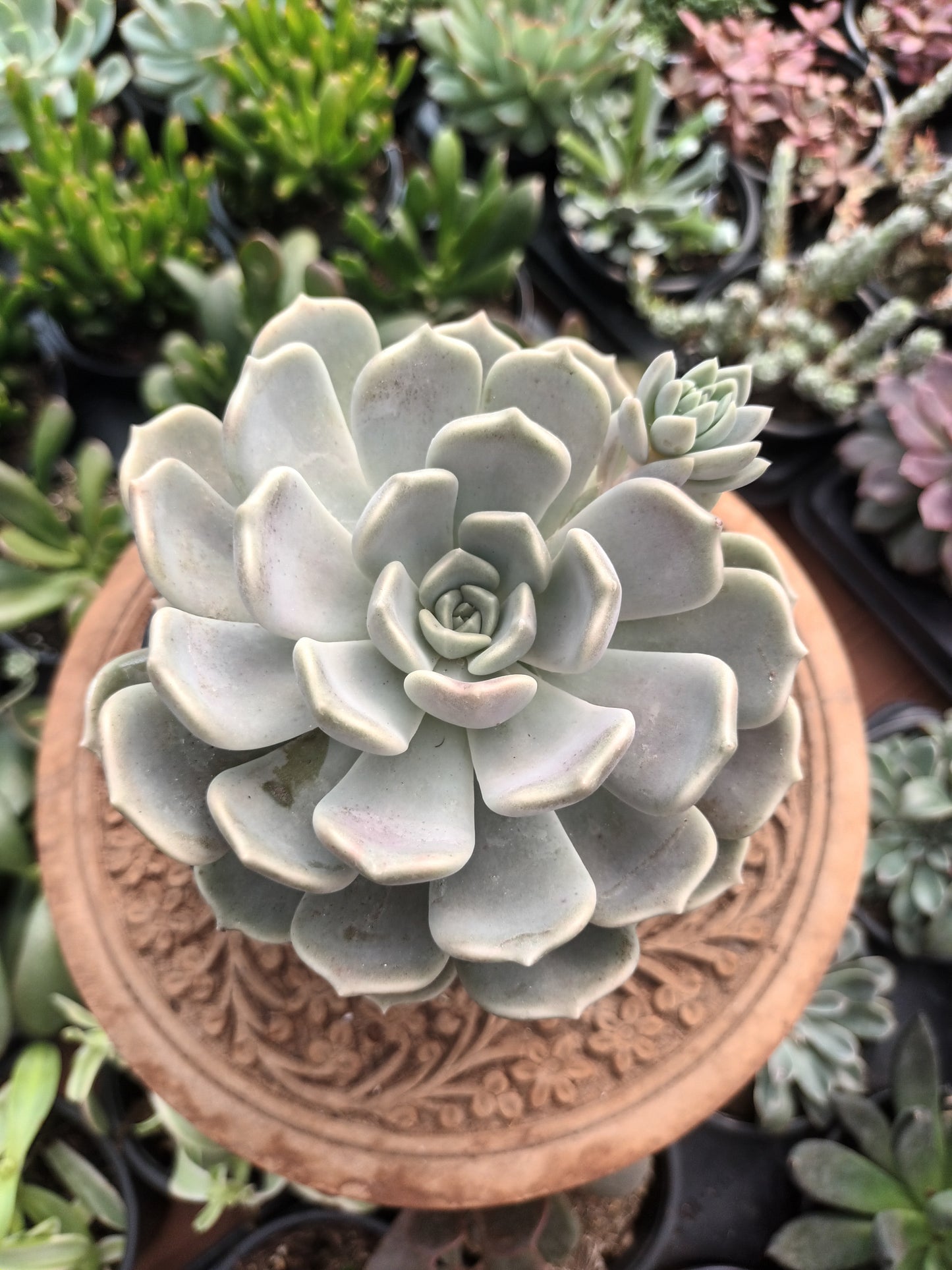 Graptoveria alabaster gem