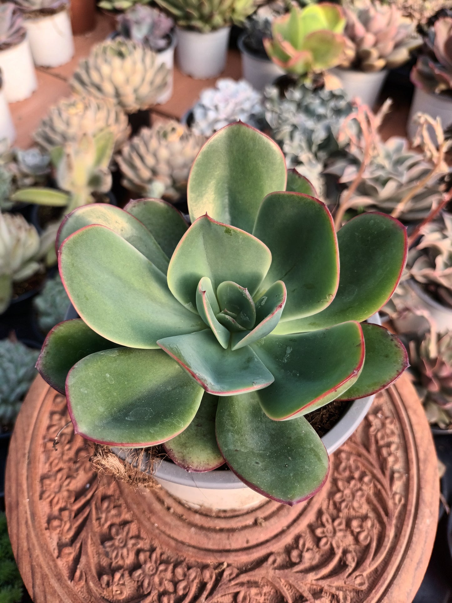 Echeveria Mandala Híbrida