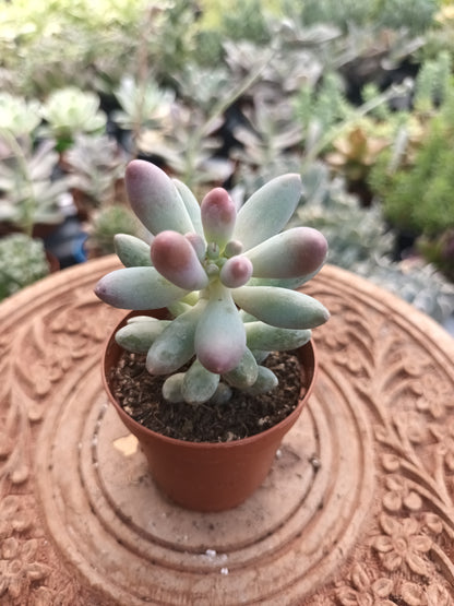 Pachyphytum machucae 'baby finger'