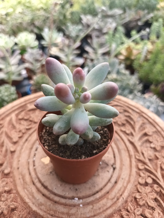 Pachyphytum machucae 'baby finger'