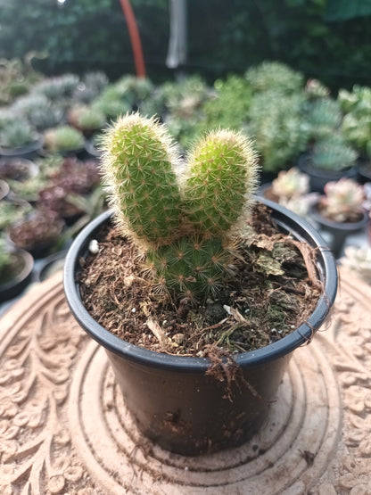 Celeistocactus 'Winteri' o rabo de gato