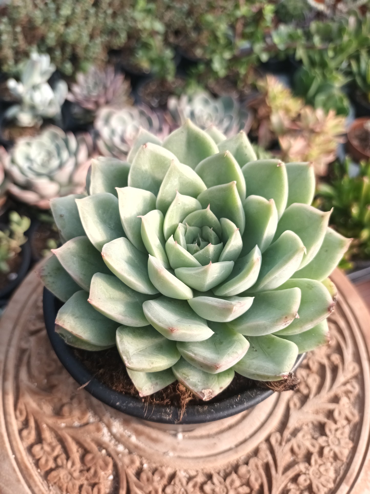 Echeveria Alfred