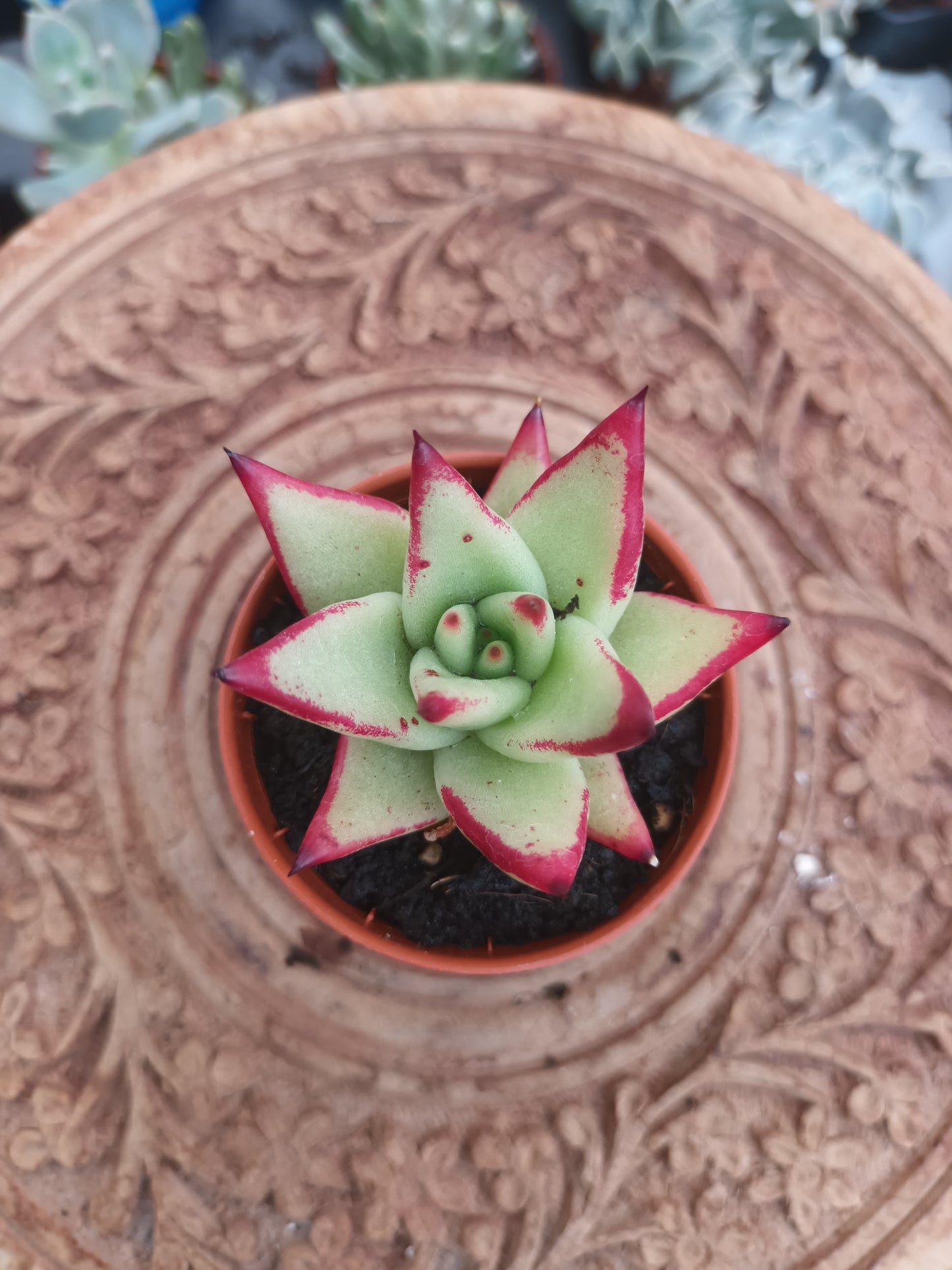 Echeveria Red Edge