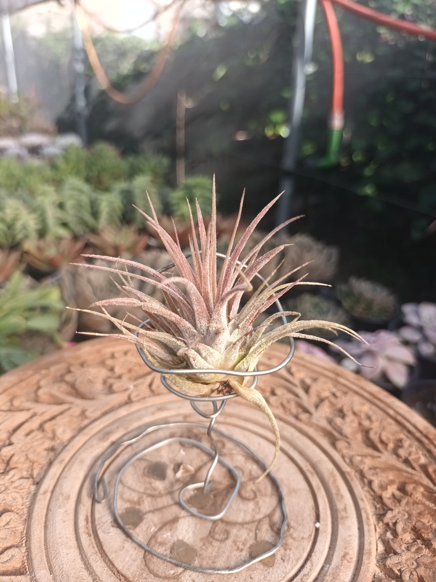 Tillandsia ionantha var. rubra